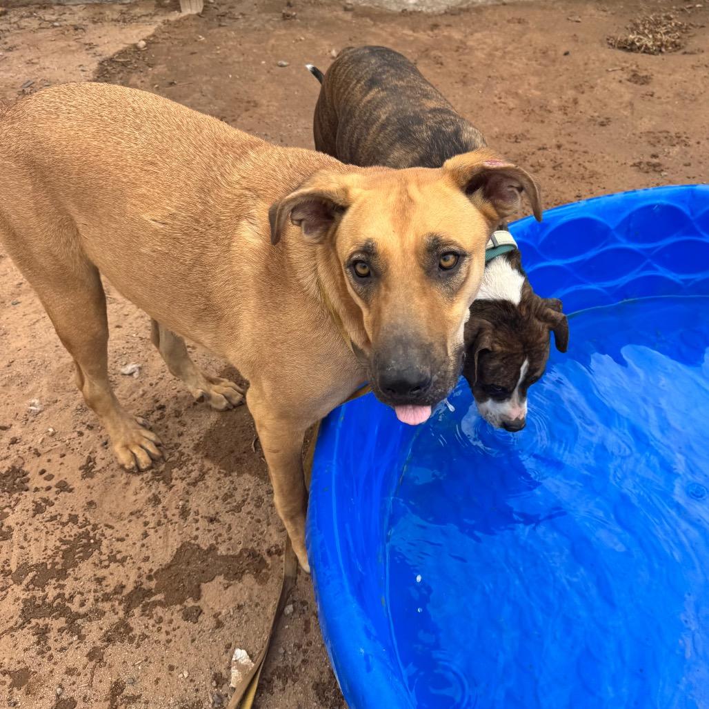 Whiskey A5089218, Adoptable, Adult Male Yellow Labrador Retriever & Shepherd.