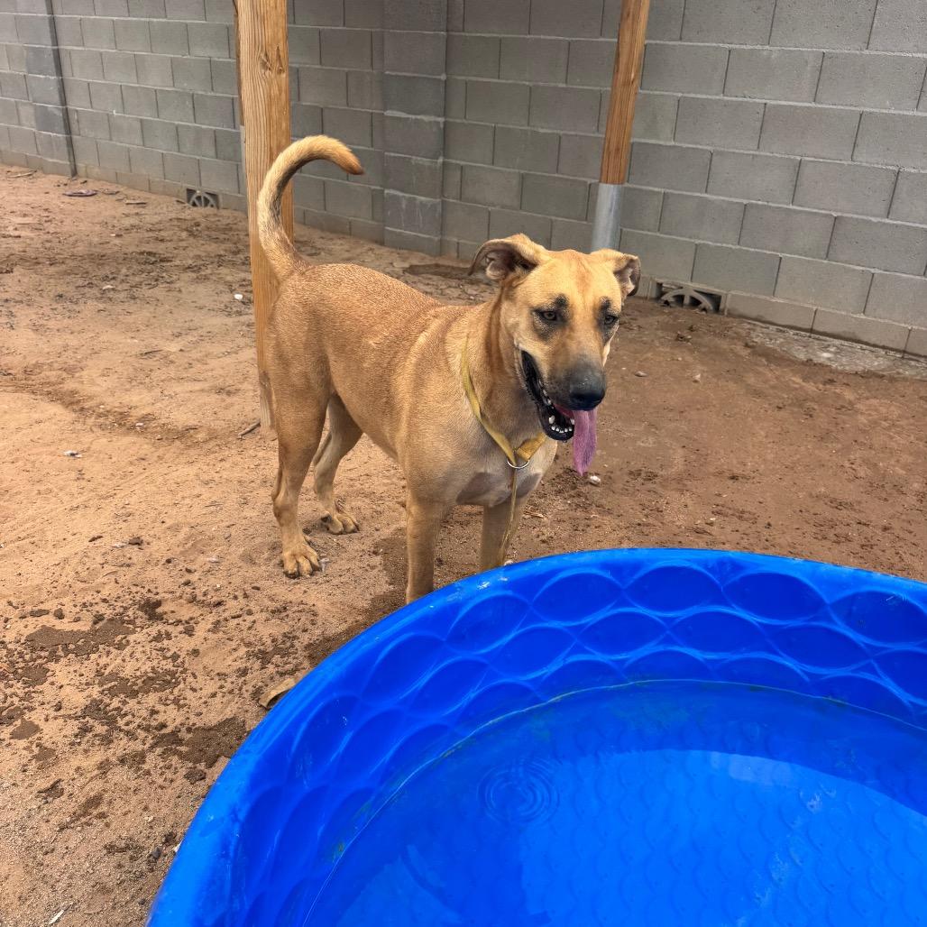 Whiskey A5089218, a Adoptable mixed breed in Phoenix, AZ image 2/6