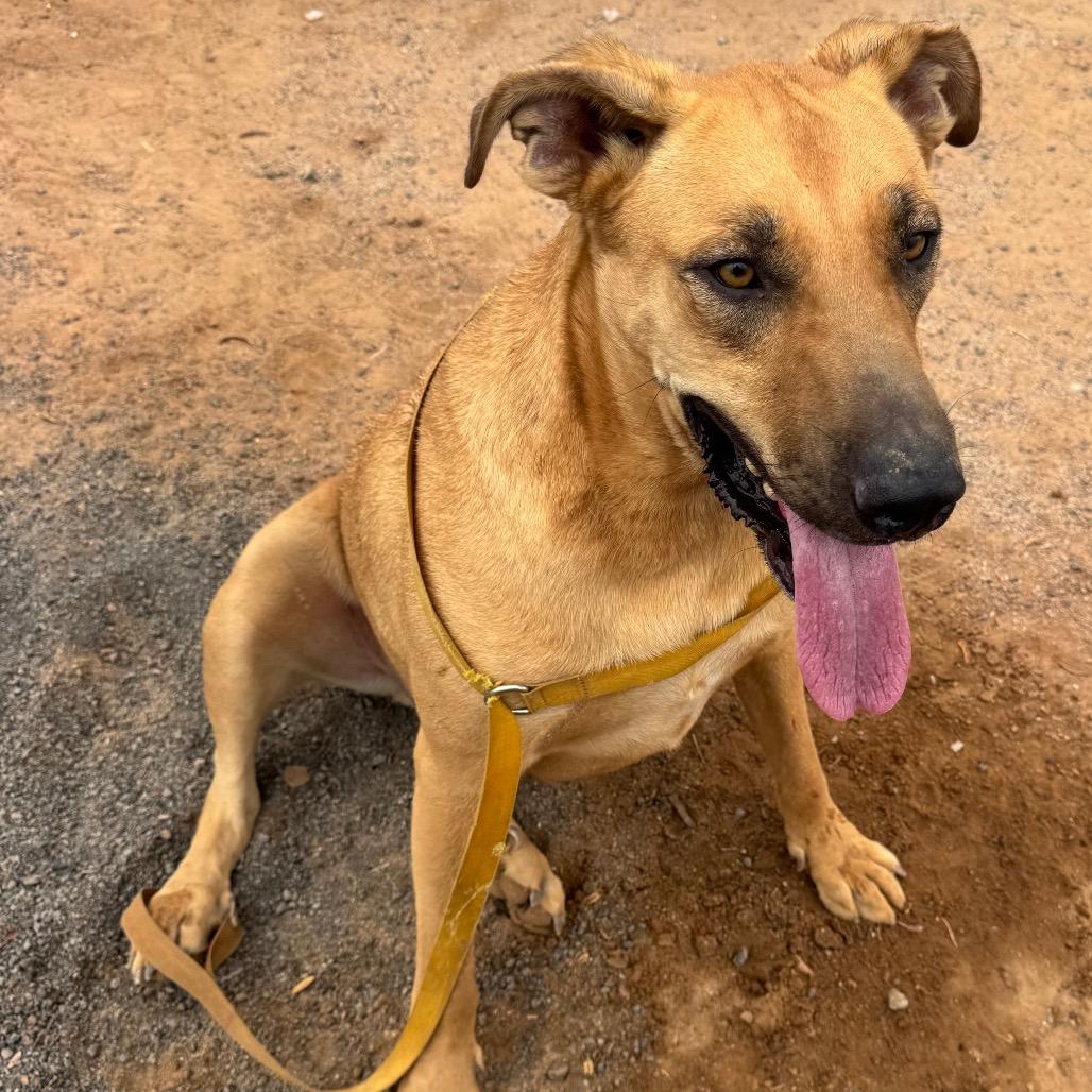 Whiskey A5089218, a Adoptable mixed breed in Phoenix, AZ image 3/6