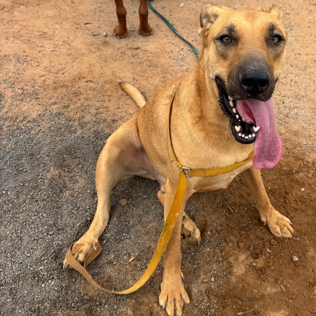 Whiskey A5089218, a Adoptable mixed breed in Phoenix, AZ image 4/6