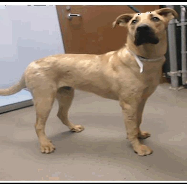 Whiskey A5089218, Adoptable, Young Male Yellow Labrador Retriever & Shepherd.