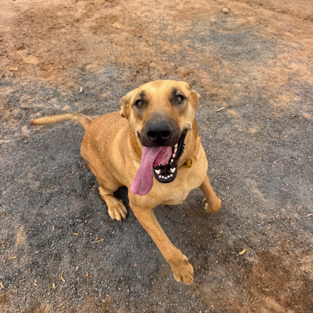Whiskey A5089218, a Adoptable mixed breed in Phoenix, AZ image 6/6