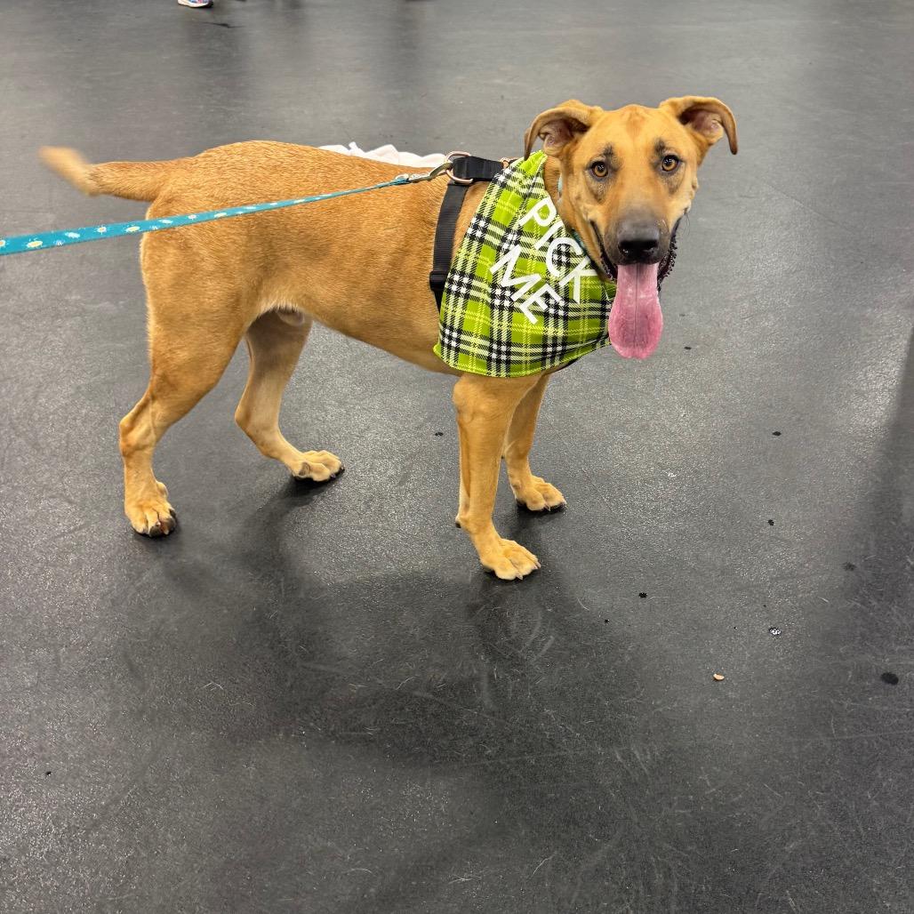 Enlarge Whiskey A5089218, a Adoptable mixed breed in Phoenix, AZ image 6/6