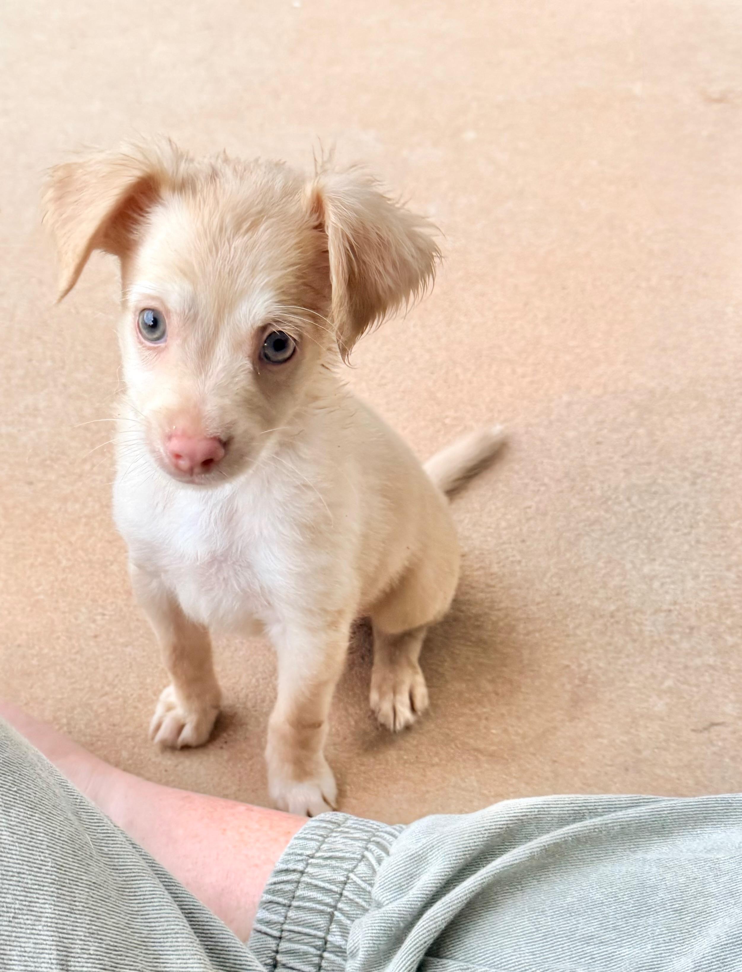 Chaz, Adoptable, Puppy Male Shih poo.