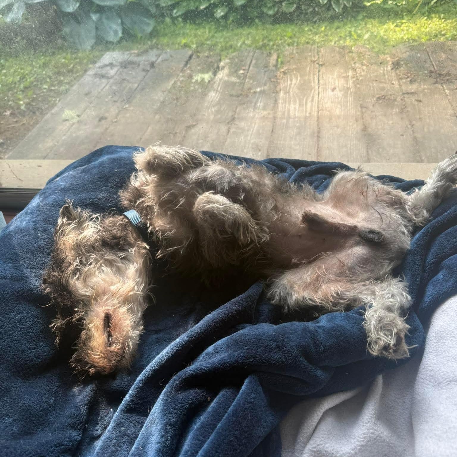 Enlarge Winston: Sponsor me!, a Adoptable Miniature Schnauzer in Homer Glen, IL image 5/6