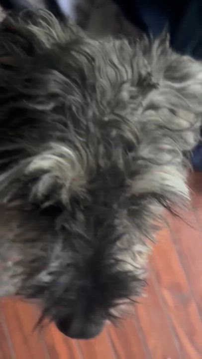 Enlarge Winston: Sponsor me!, a Adoptable Miniature Schnauzer in Homer Glen, IL video 6/6