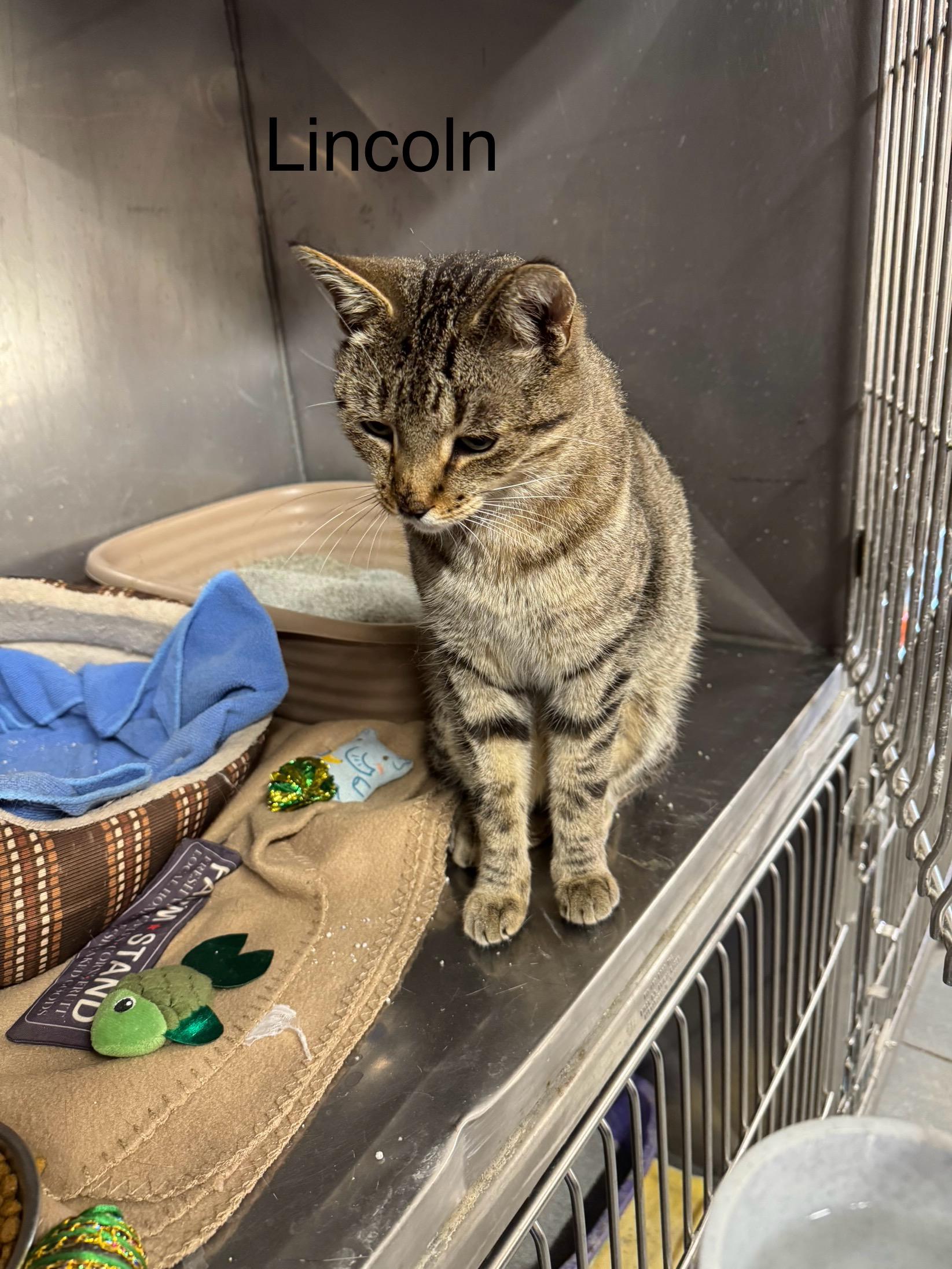 Lincoln, a Adoptable Tabby in Ludington, MI image 1/3