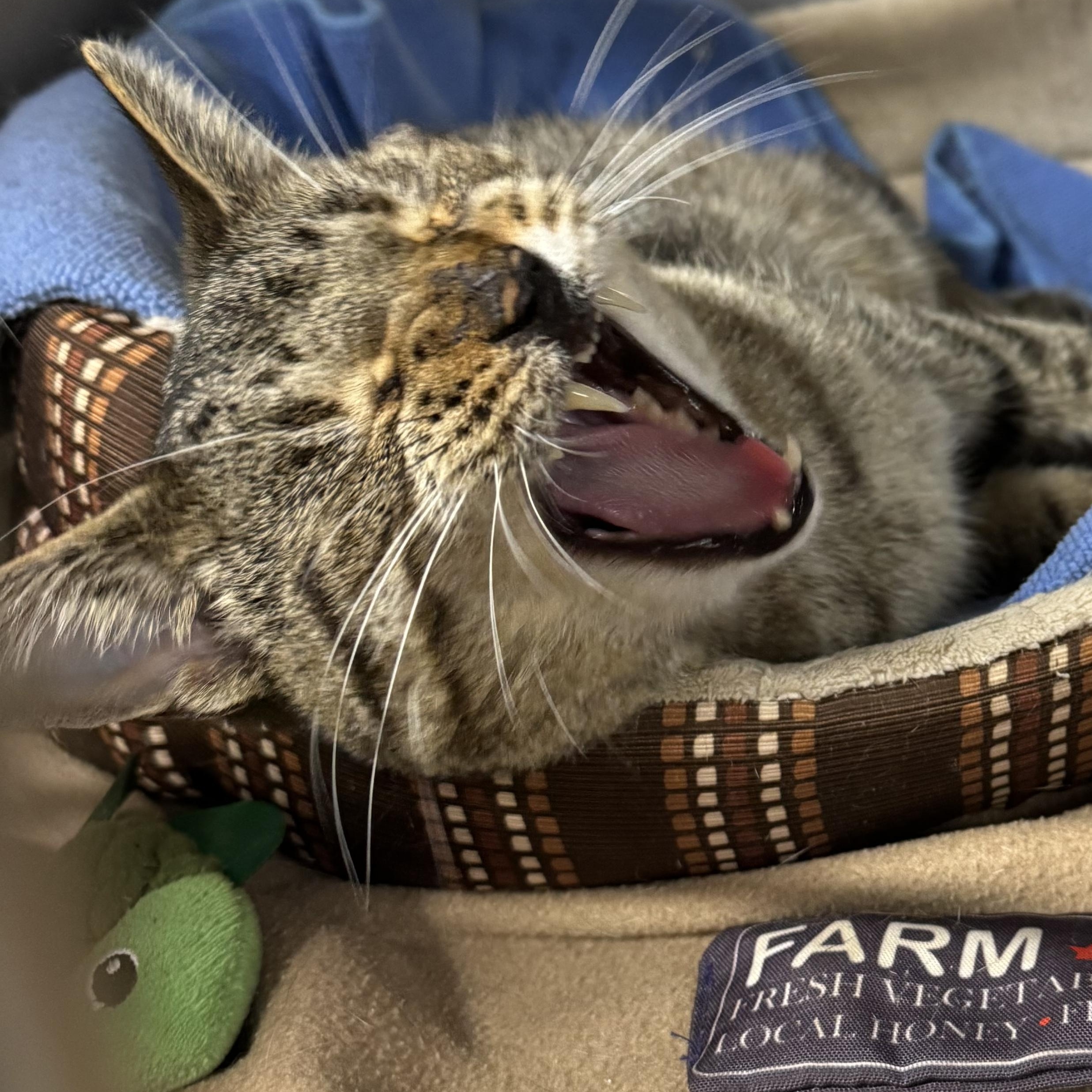 Lincoln, a Adoptable Tabby in Ludington, MI image 2/3