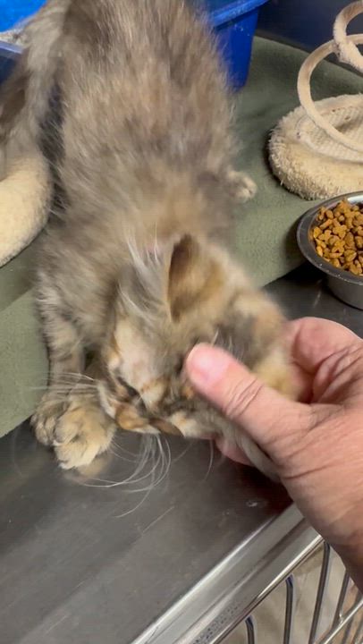 Enlarge Lincoln, a Adoptable Tabby in Ludington, MI video 3/3