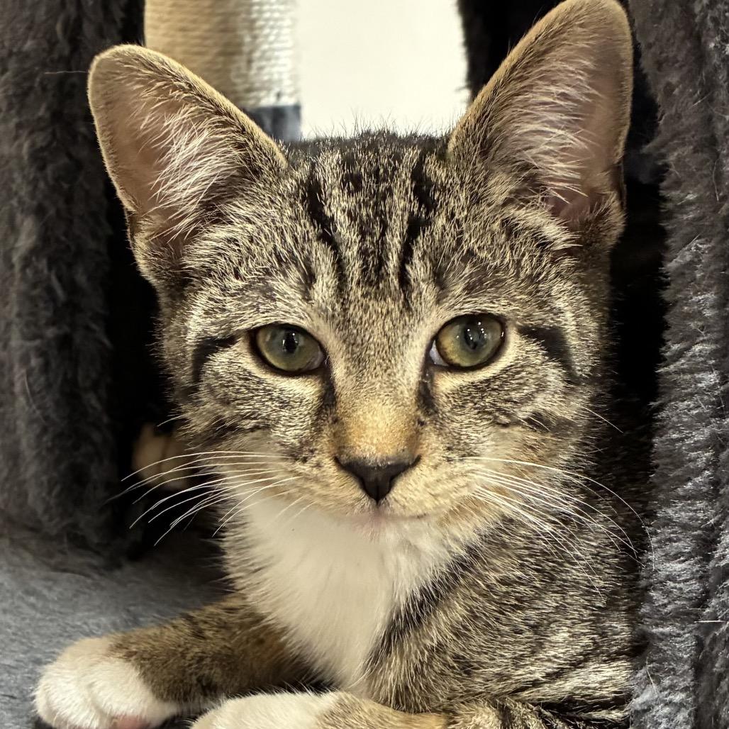 Rebel (Plain Ol' Fish), Adoptable, Kitten Male Domestic Short Hair.