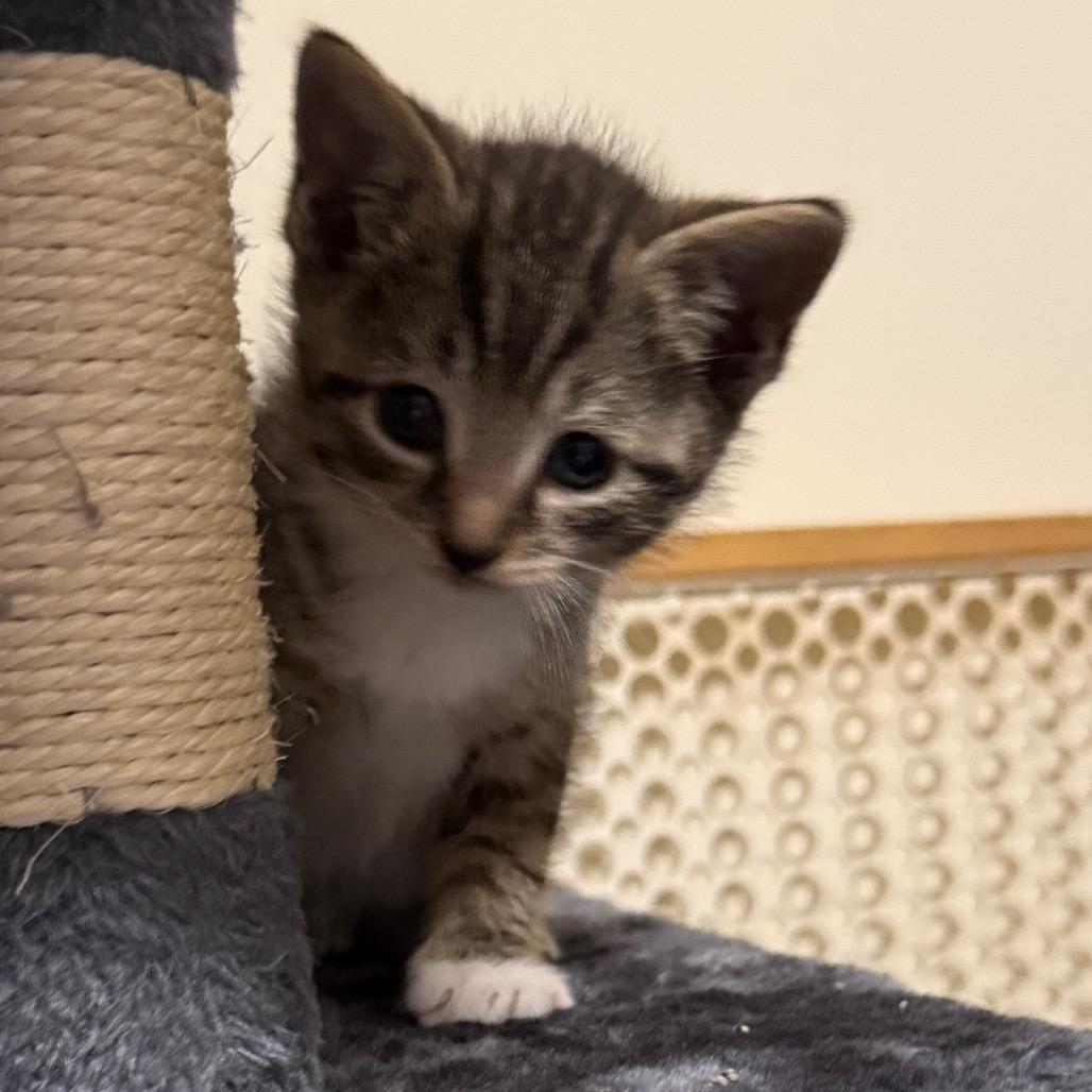 Rebel (Plain Ol' Fish), a Adoptable Domestic Short Hair in Germantown, MD image 1/3