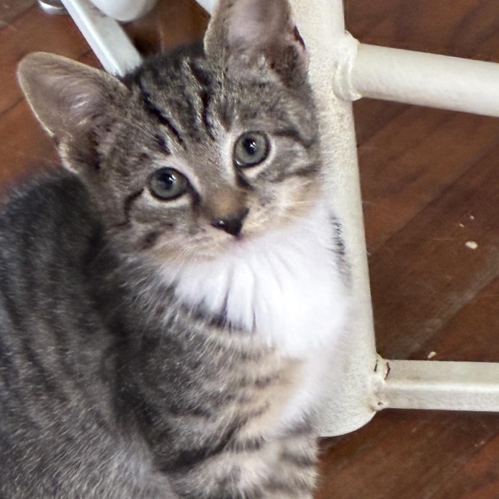 Rebel (Plain Ol' Fish), a Adoptable Domestic Short Hair in Germantown, MD image 2/3