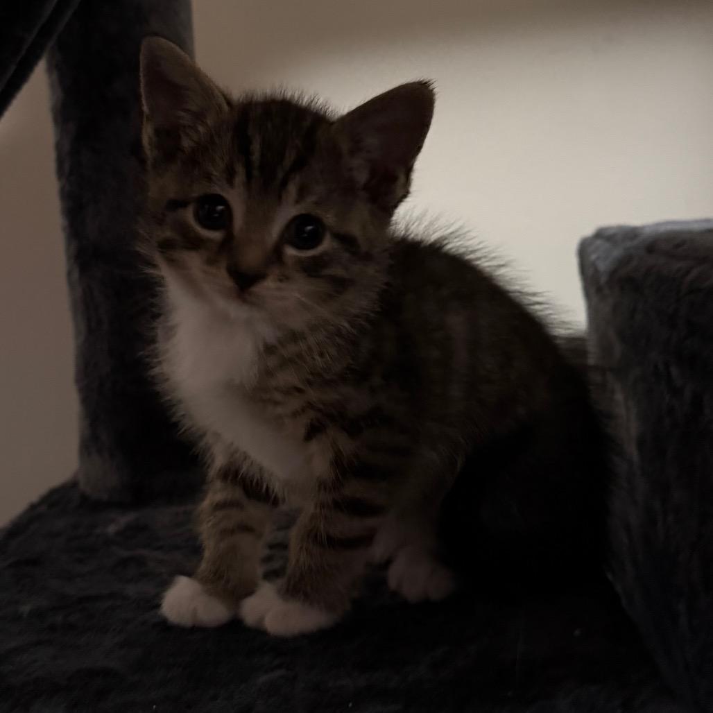 Rebel (Plain Ol' Fish), a Adoptable Domestic Short Hair in Germantown, MD image 3/3