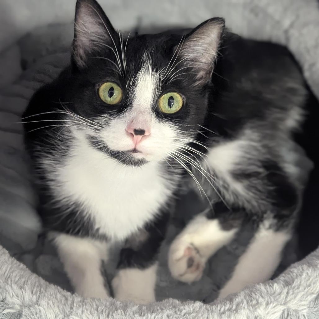 Bindi, Adoptable, Young Female Domestic Short Hair.