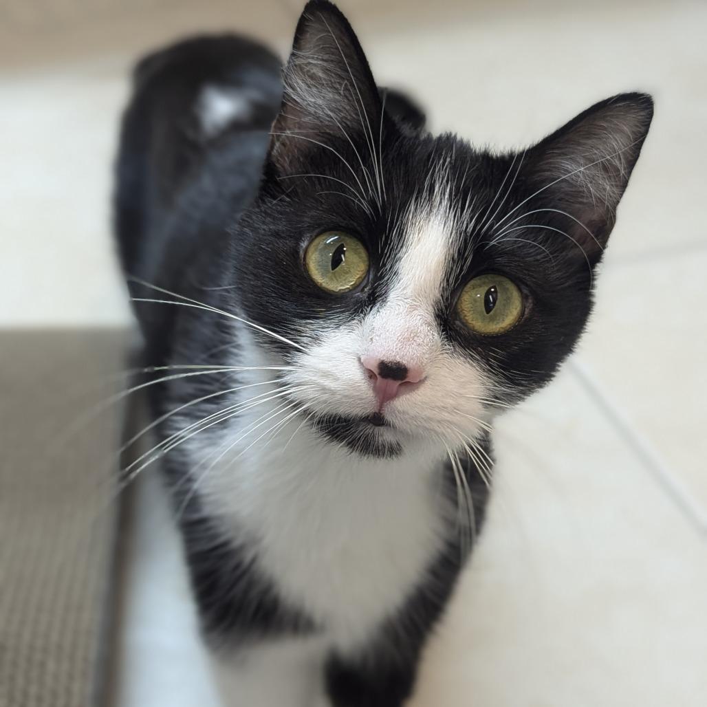 Enlarge Bindi, a Adoptable Domestic Short Hair in Fenton, MI image 4/4