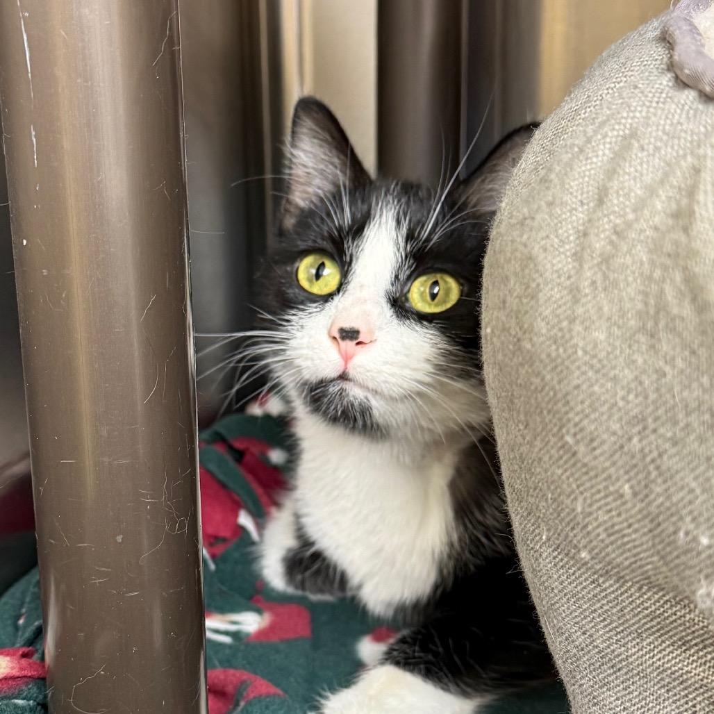 Enlarge Bindi, a Adoptable Domestic Short Hair in Fenton, MI image 2/4