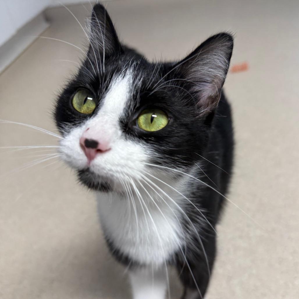 Enlarge Bindi, a Adoptable Domestic Short Hair in Fenton, MI image 3/4