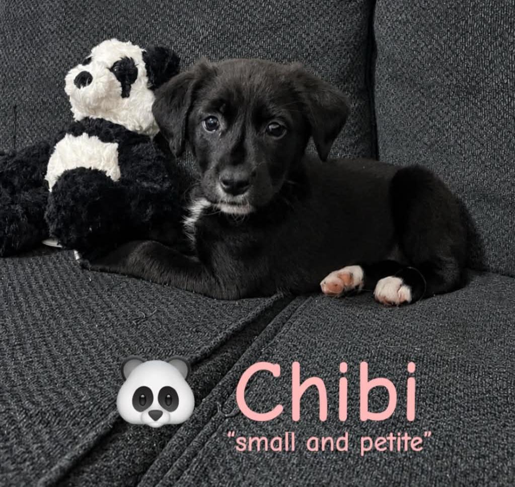 Chibi, ADOPTABLE, Puppy Female Labradoodle.