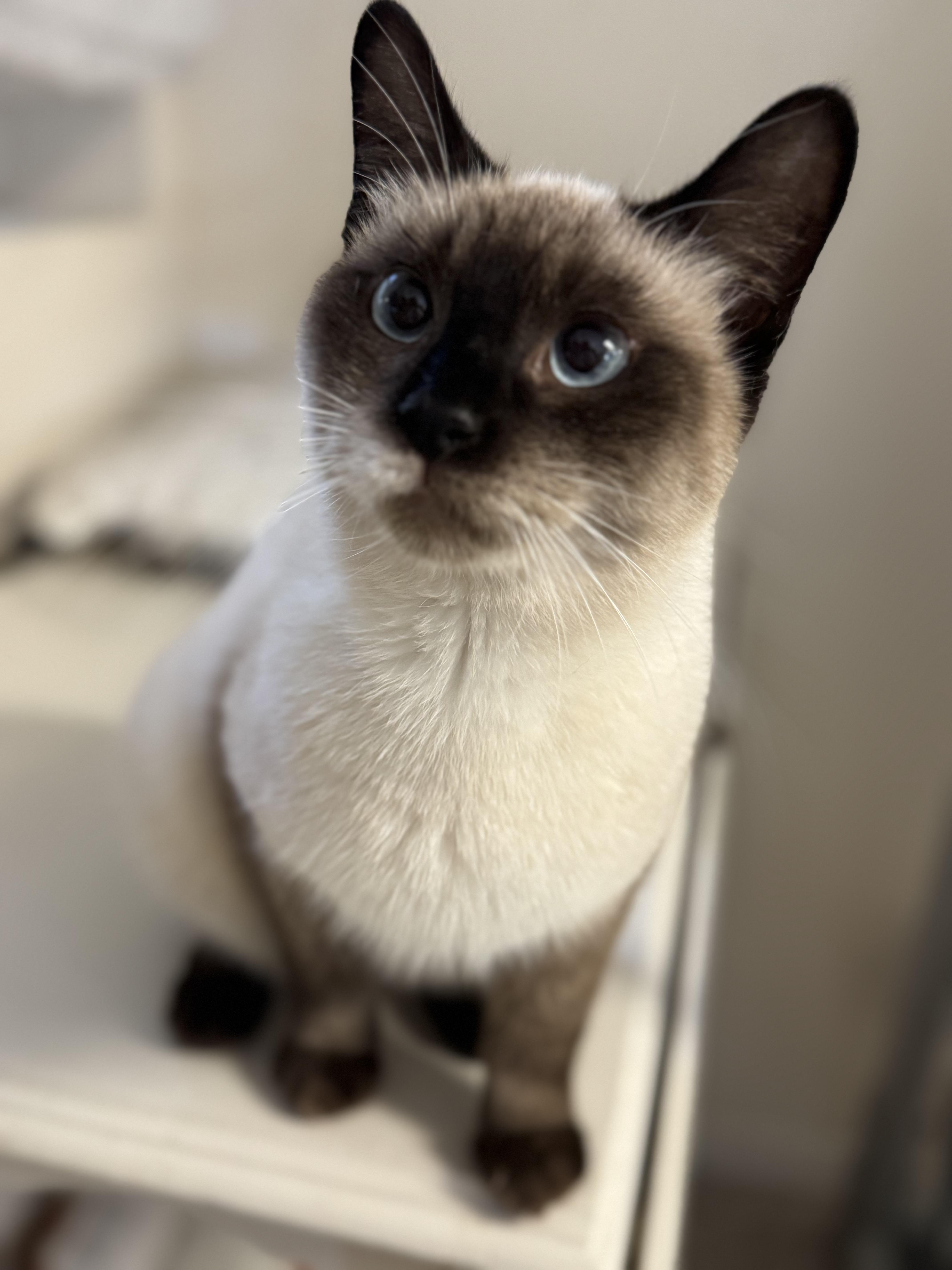 Enlarge River, an adopted Siamese in Mount Juliet, TN image 6/6