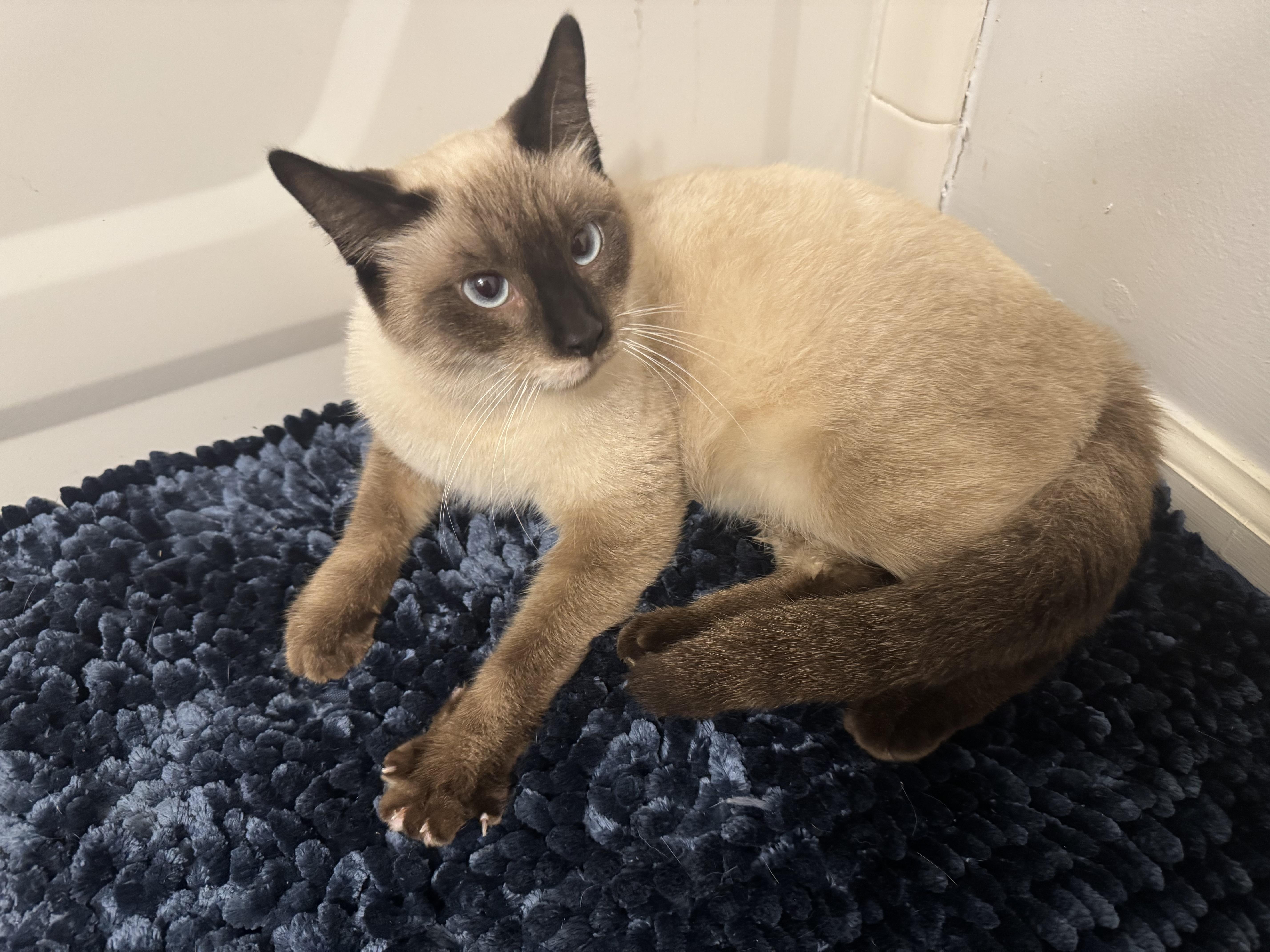 Enlarge River, an adopted Siamese in Mount Juliet, TN image 4/6