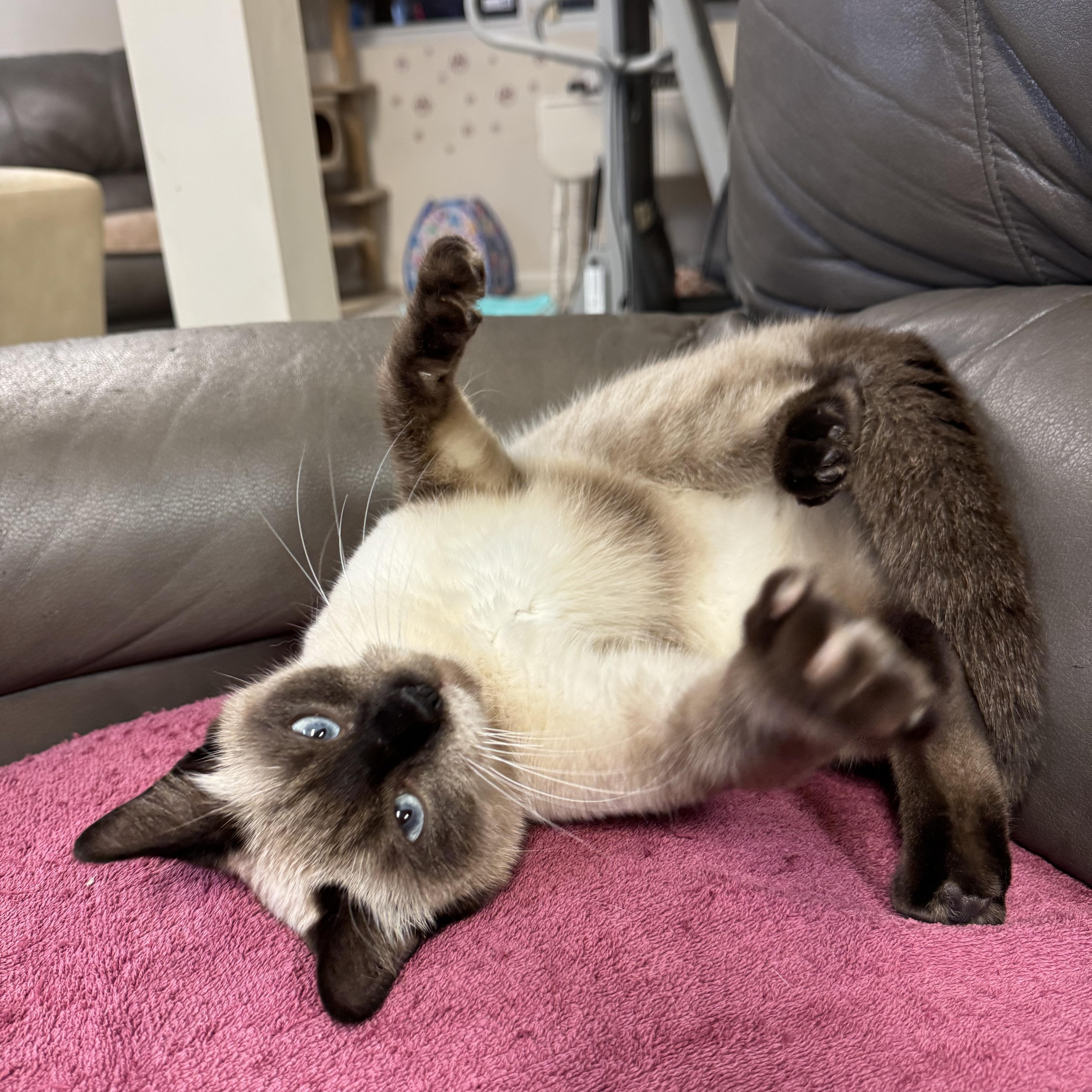 Enlarge River, an adopted Siamese in Mount Juliet, TN image 3/6