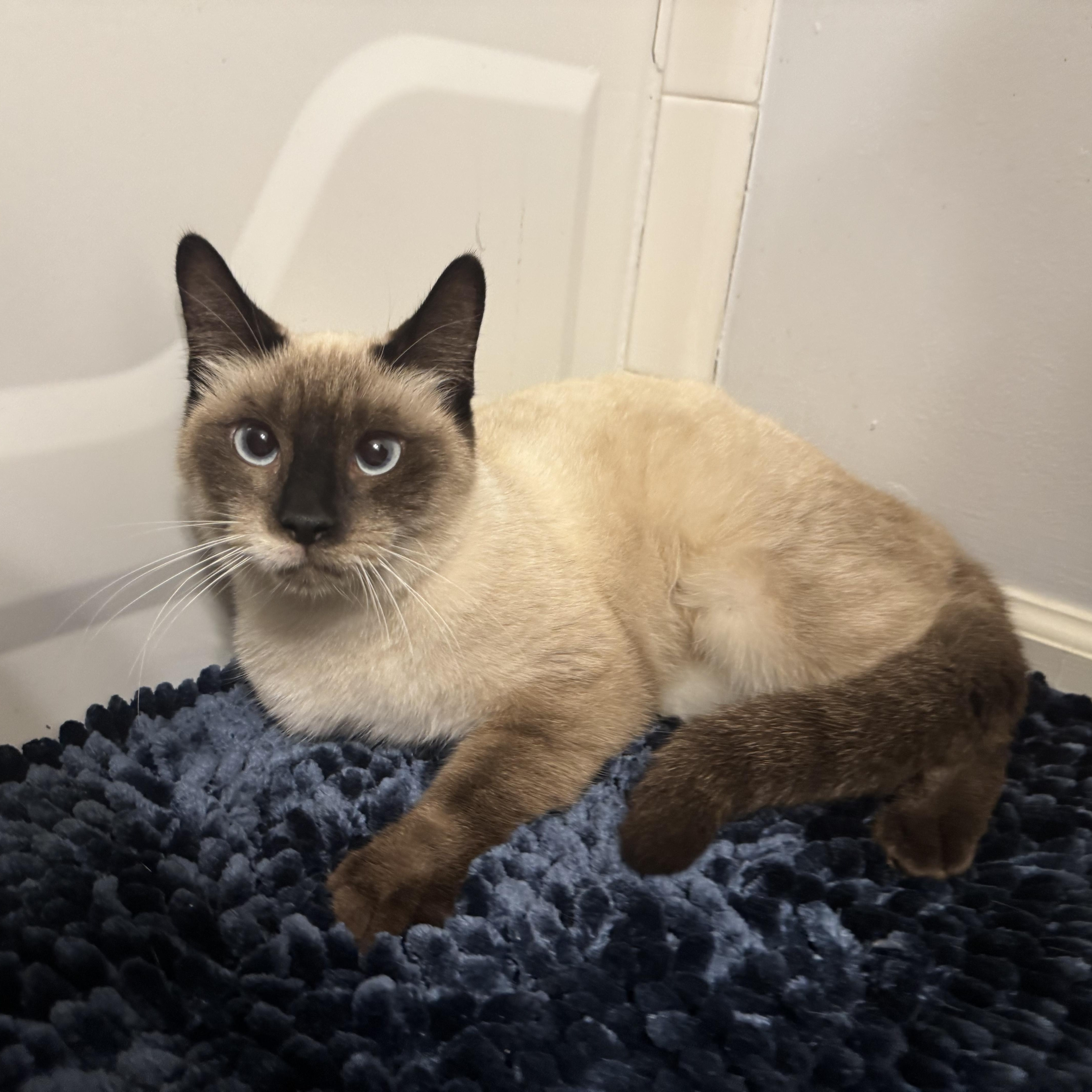 River, adopted, Young Female Siamese.