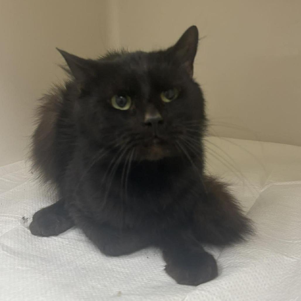 Enlarge Moonlight, a Adoptable Domestic Long Hair in Rocky Mount, VA image 1/1