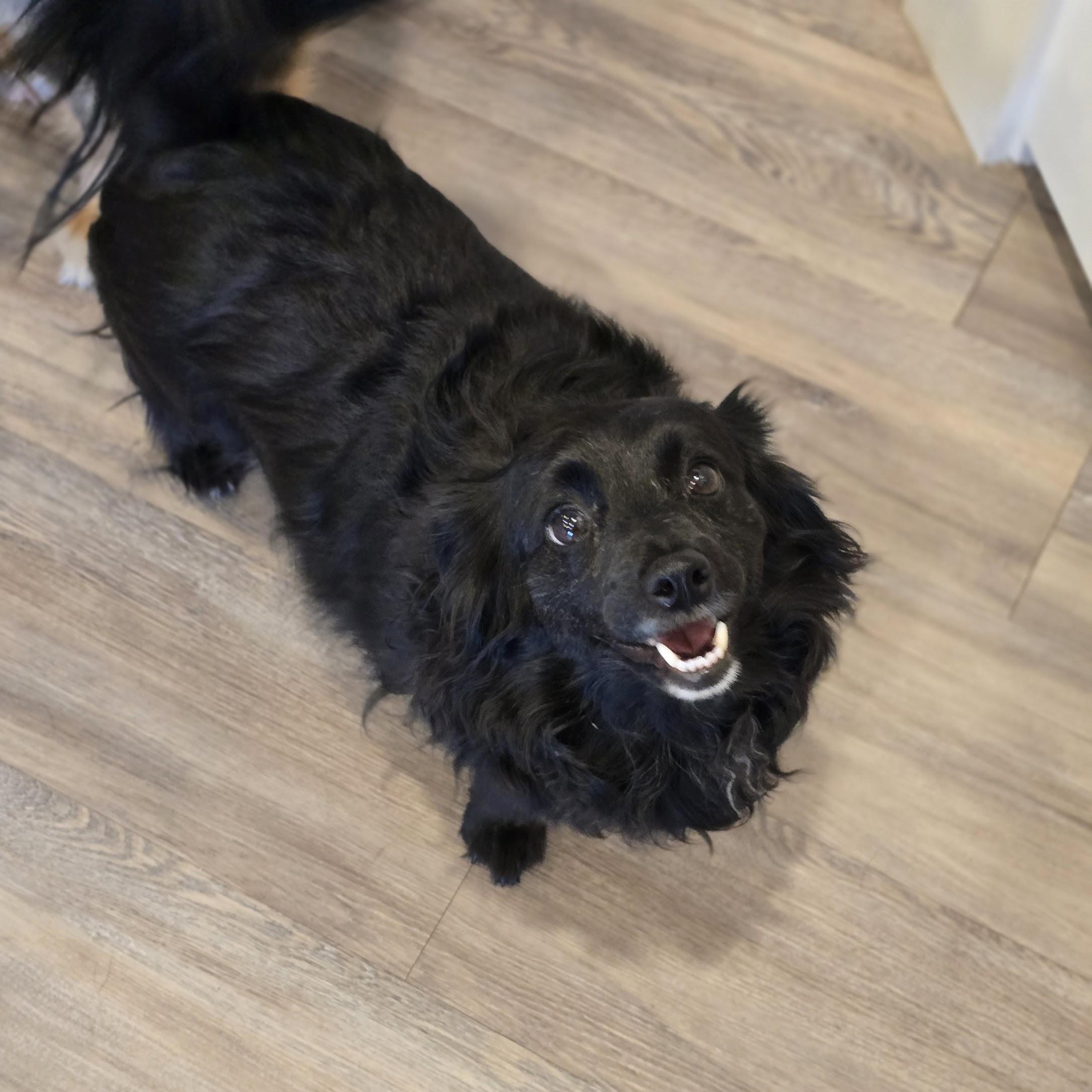 Enlarge Fiona, a Adopted mixed breed in Seattle, WA image 5/6
