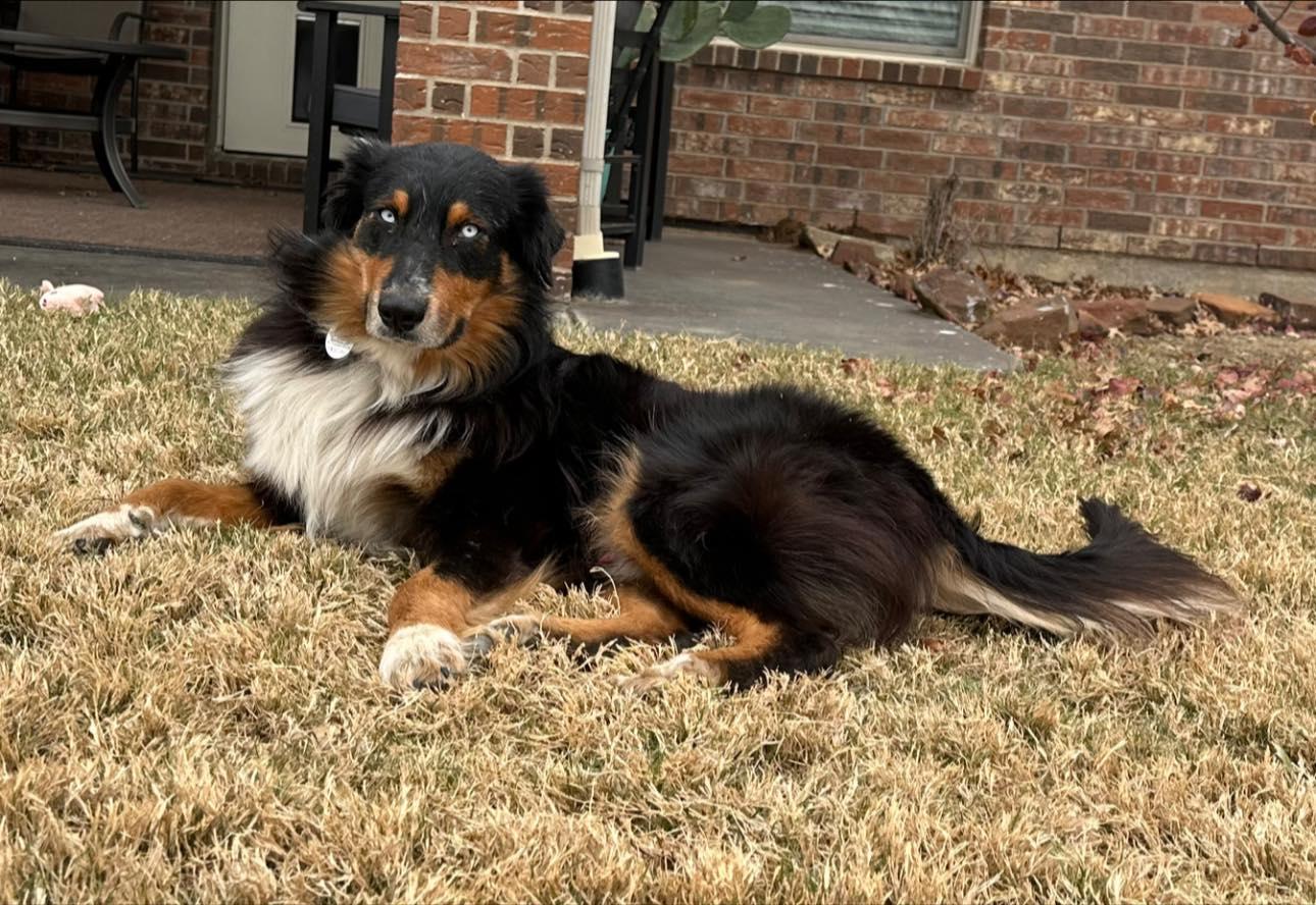 Enlarge ARPH #14692 - Calvin, a Adoptable Australian Shepherd in North Richland Hills, TX image 2/3