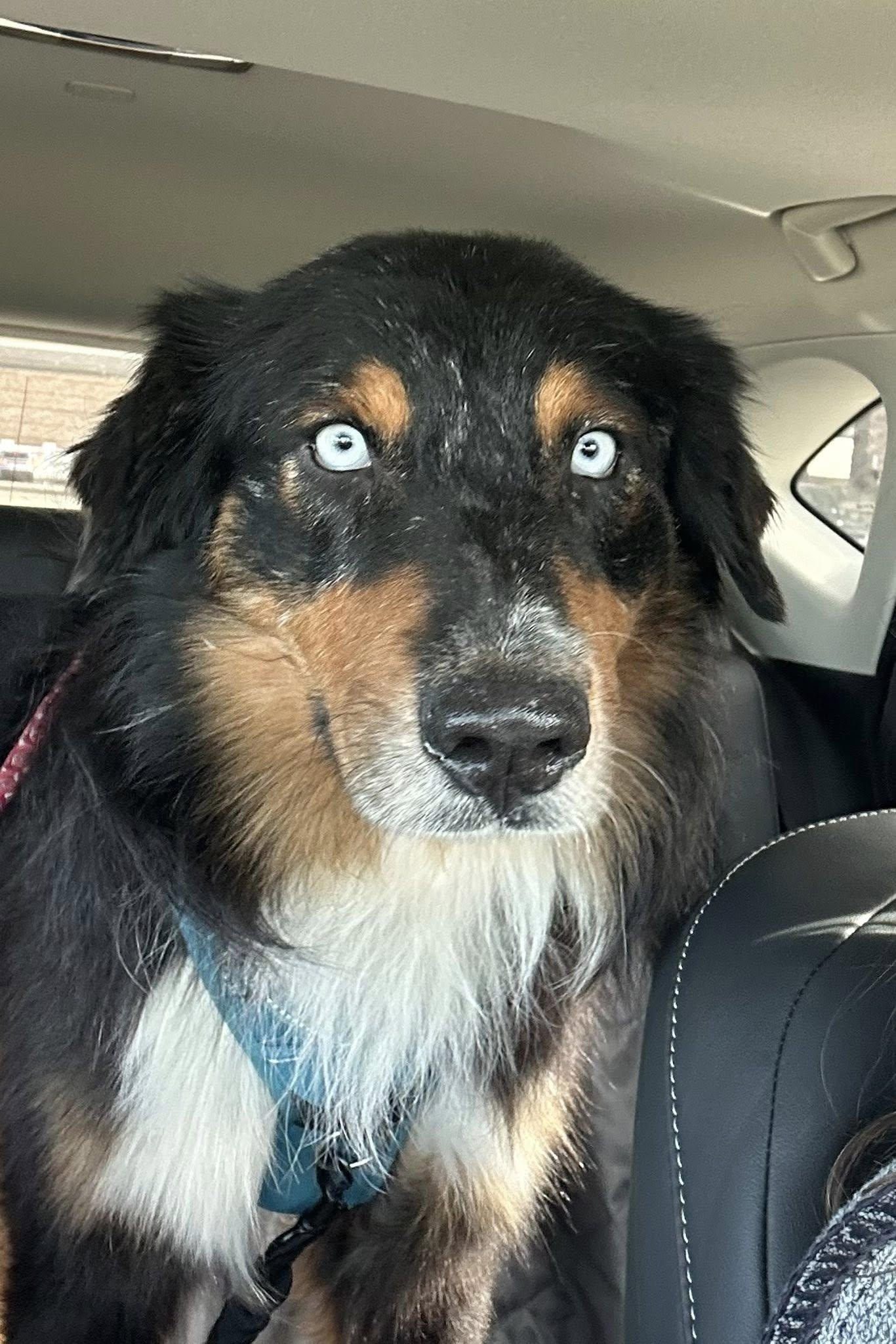 Enlarge ARPH #14692 - Calvin, a Adoptable Australian Shepherd in North Richland Hills, TX image 1/3