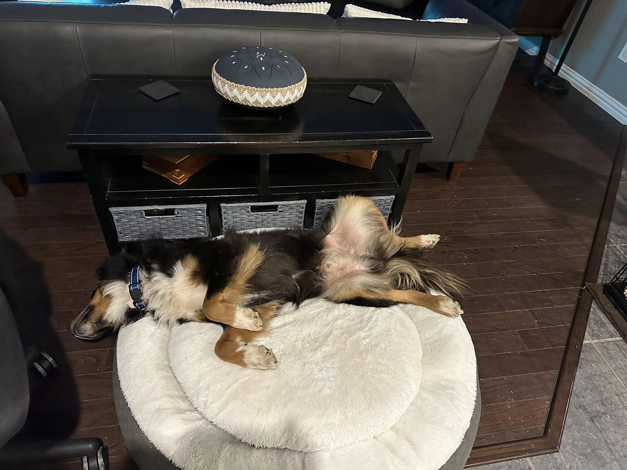 Enlarge ARPH #14692 - Calvin, a Adoptable Australian Shepherd in North Richland Hills, TX image 3/3