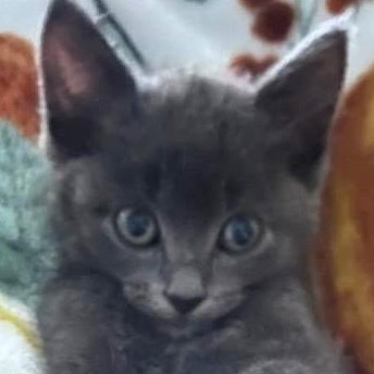Sammie