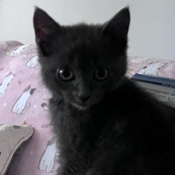 Sammie