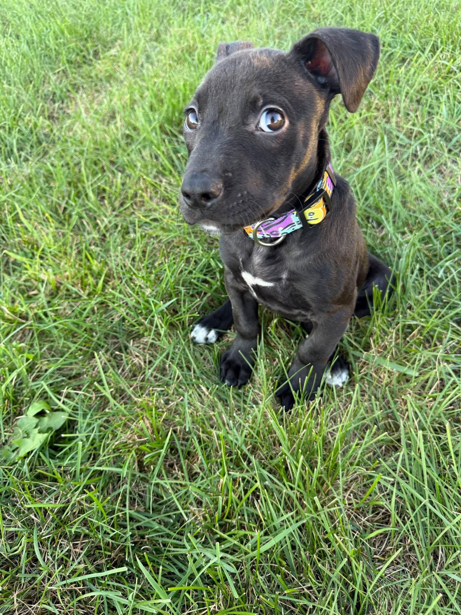 Snoopy, Adoptable, Puppy Male American Staffordshire Terrier.