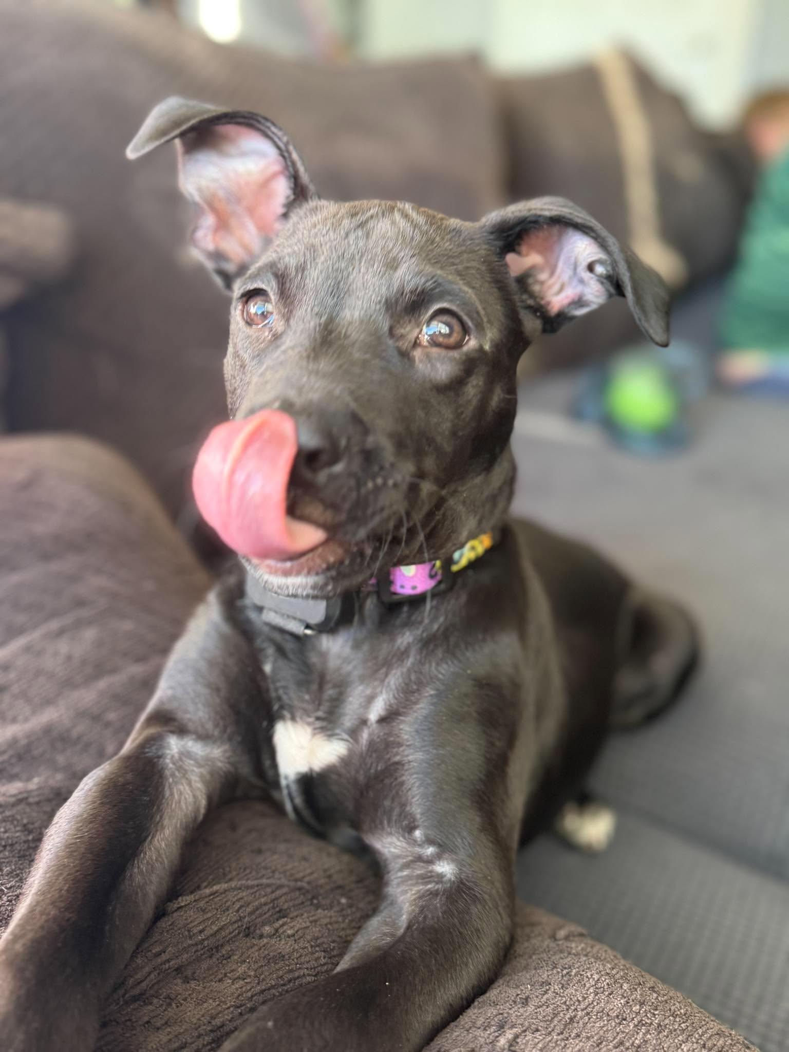 Enlarge Snoopy, a Adoptable mixed breed in Little Chute, WI image 2/4