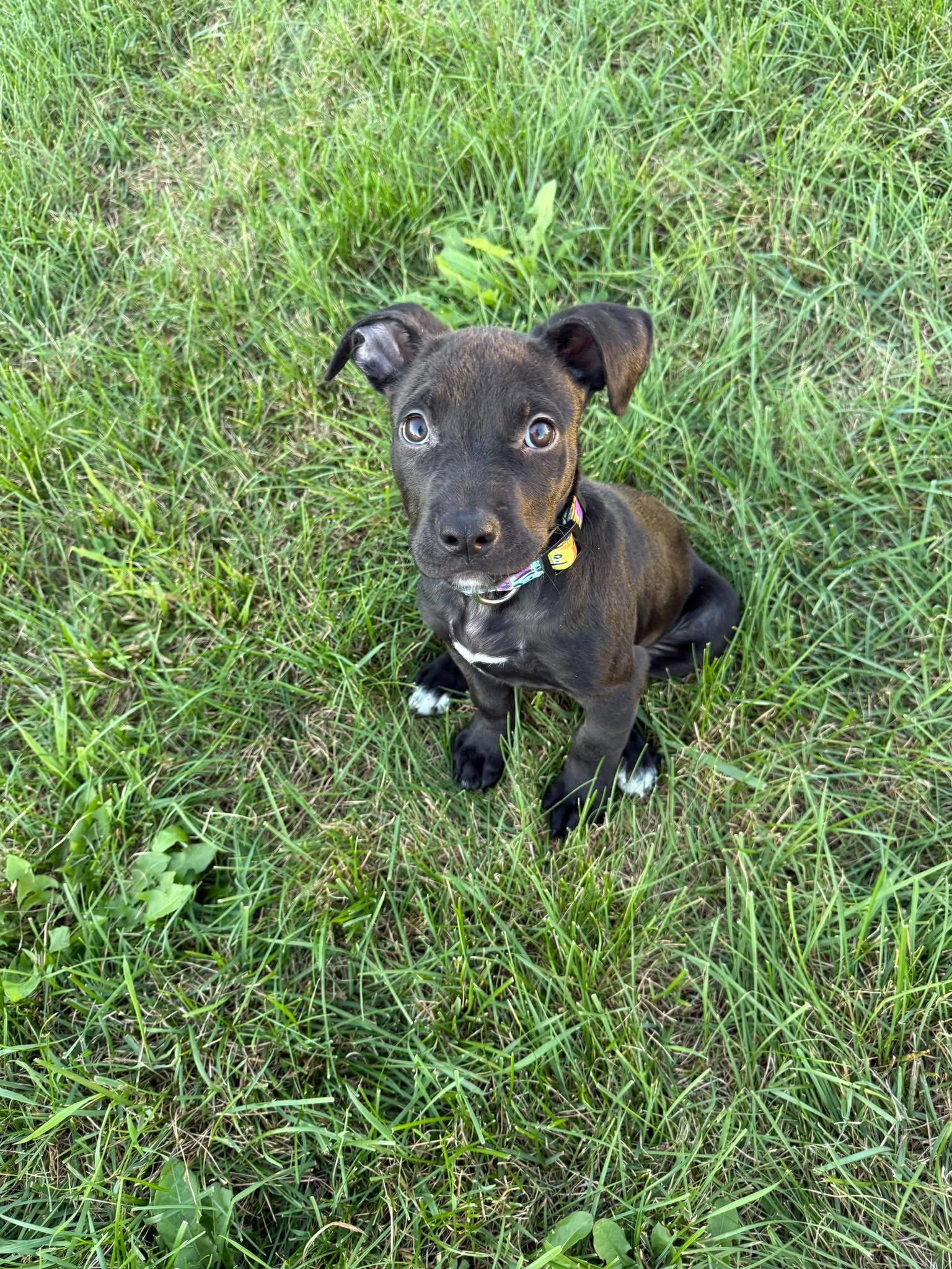 Enlarge Snoopy, a Adoptable mixed breed in Little Chute, WI image 3/4