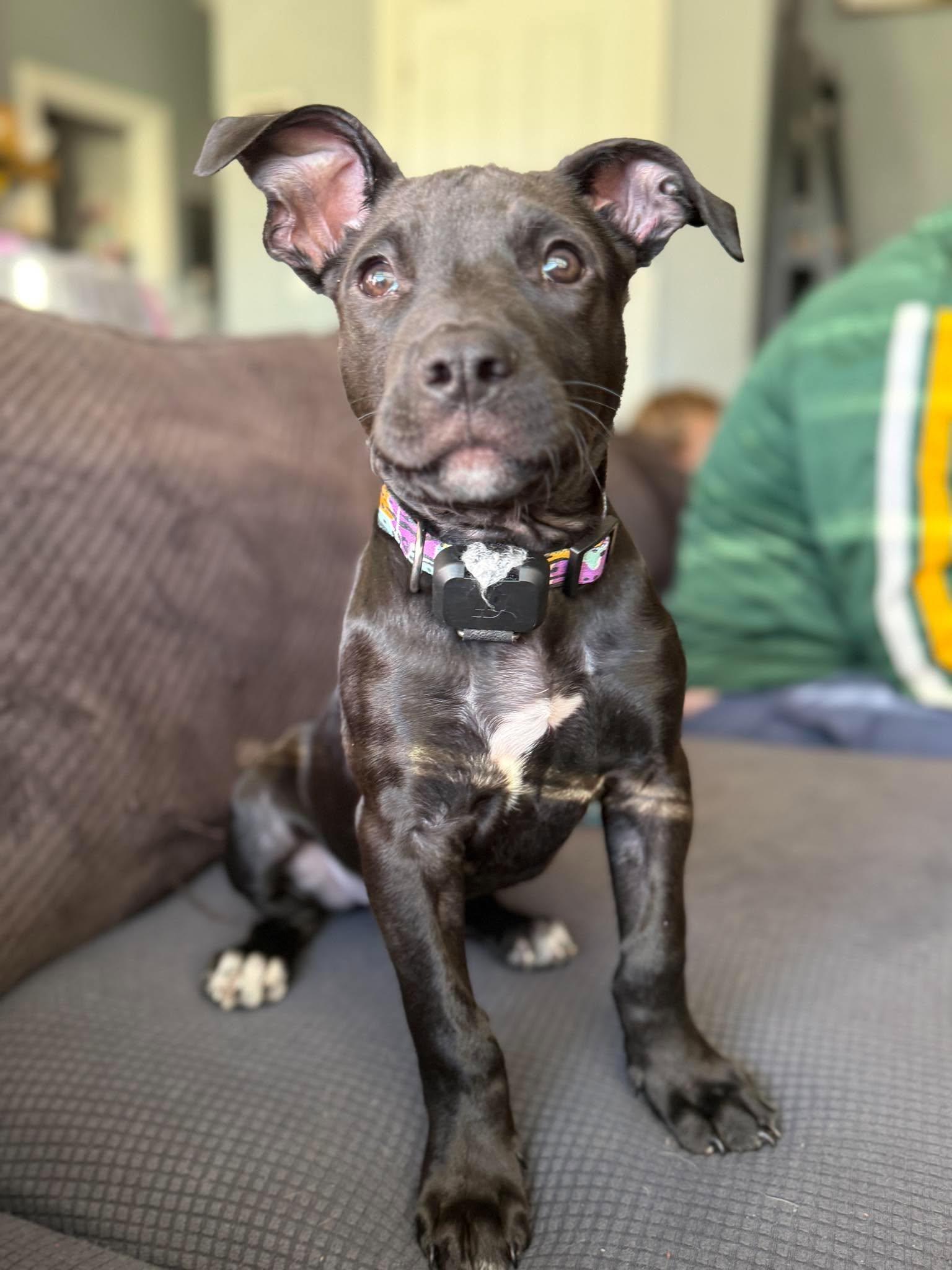 Enlarge Snoopy, a Adoptable mixed breed in Little Chute, WI image 4/4