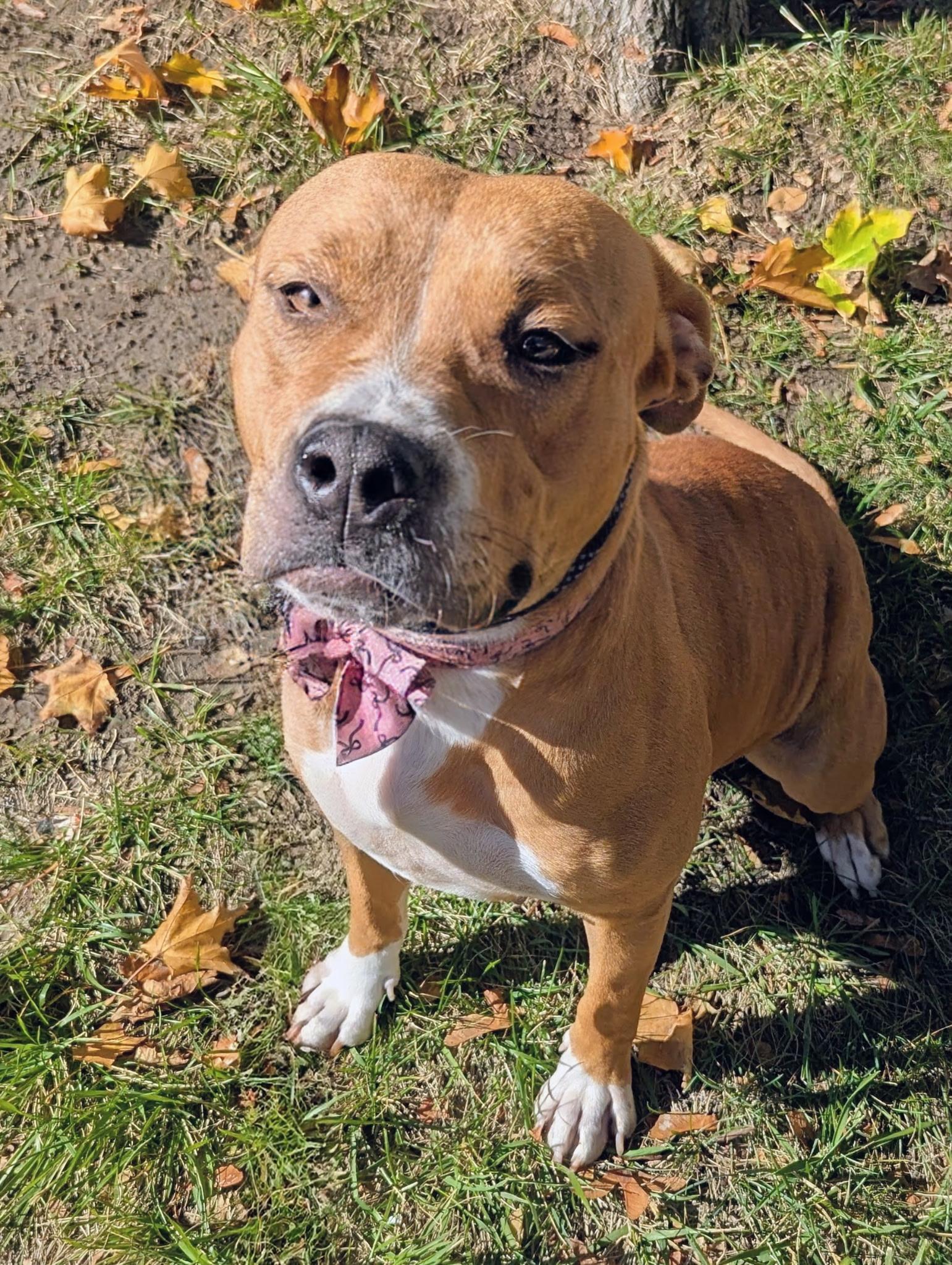 Amara