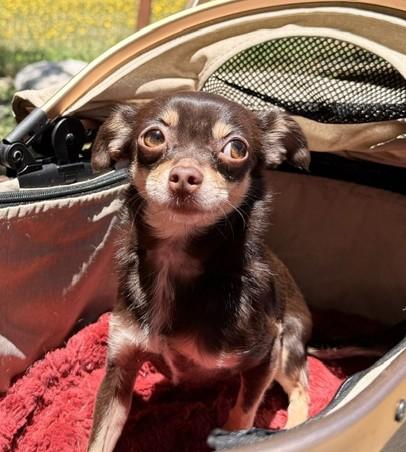 Enlarge Cocolicious, a ADOPTABLE mixed breed in Santa Rosa, CA image 6/6