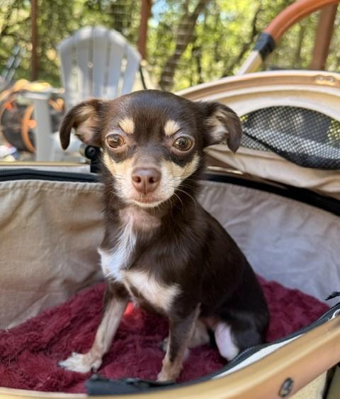 Cocolicious, ADOPTABLE, Adult Female Chihuahua.