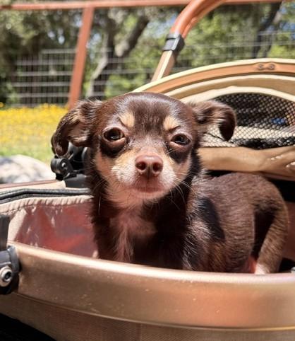 Enlarge Cocolicious, a ADOPTABLE mixed breed in Santa Rosa, CA image 2/6