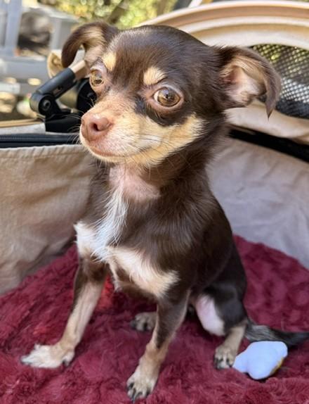 Enlarge Cocolicious, a ADOPTABLE mixed breed in Santa Rosa, CA image 3/6