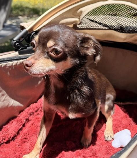 Enlarge Cocolicious, a ADOPTABLE mixed breed in Santa Rosa, CA image 5/6