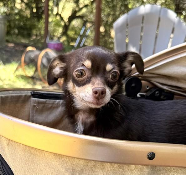 Enlarge Cocolicious, a ADOPTABLE mixed breed in Santa Rosa, CA image 4/6