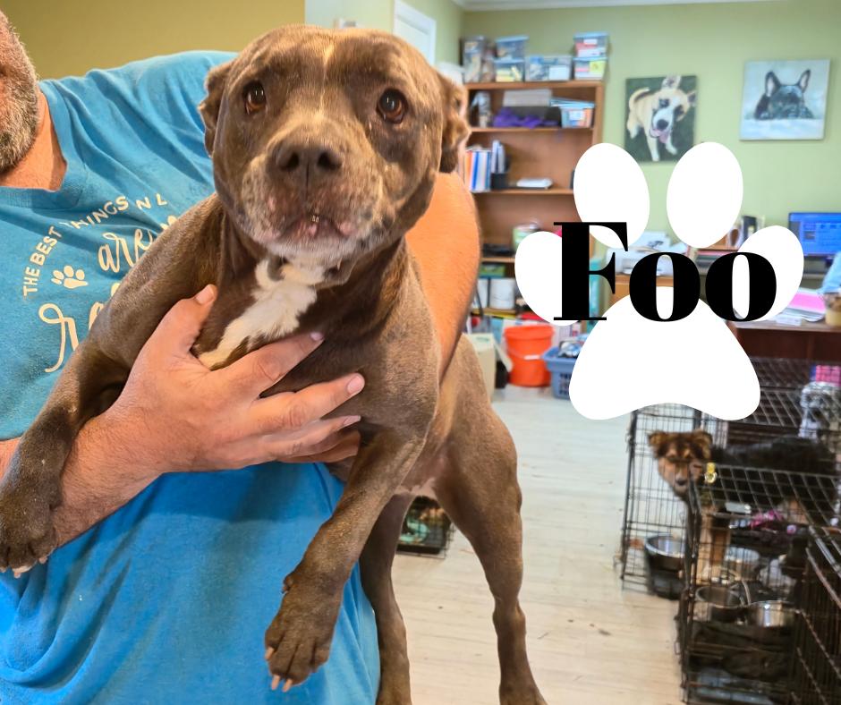 Enlarge Foo, a Adoptable Pit Bull Terrier in Marion, IN image 1/1