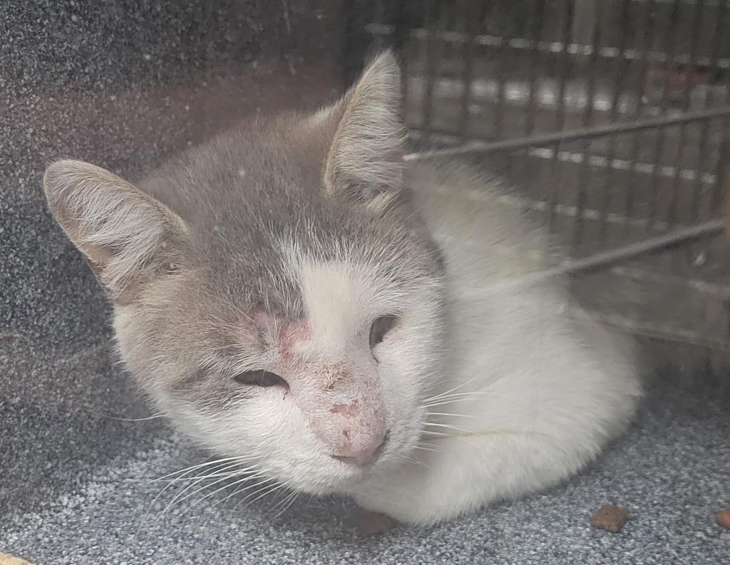 T Cat 26-0804 (A), Adoptable, Young Male Domestic Short Hair.