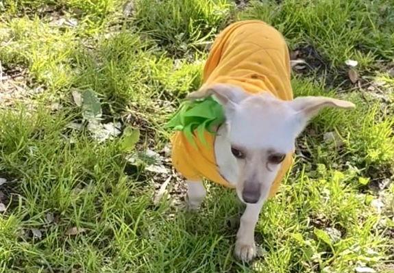 Enlarge Hope, a Adopted mixed breed in San Francisco, CA image 1/3