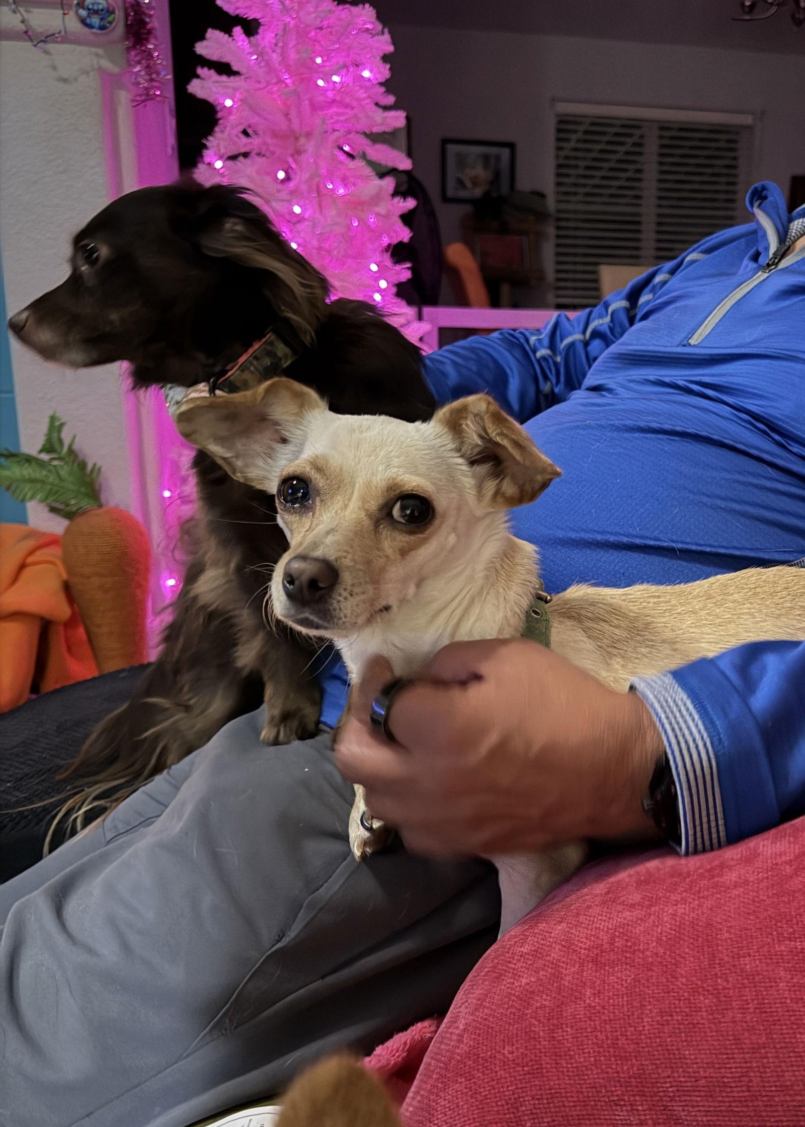 Enlarge Hope, a Adopted mixed breed in San Francisco, CA image 2/3