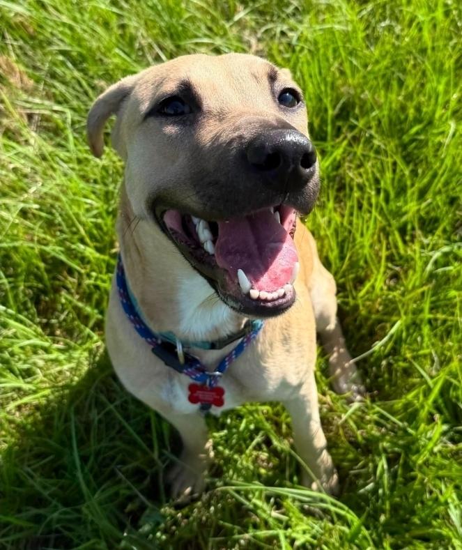 Enlarge Ace, a Adoptable mixed breed in Sedalia, CO image 1/3