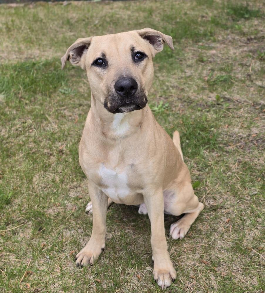 Enlarge Ace, a Adoptable mixed breed in Sedalia, CO image 2/3
